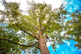 Best Tree Cabling and Bracing  in Sandston, VA