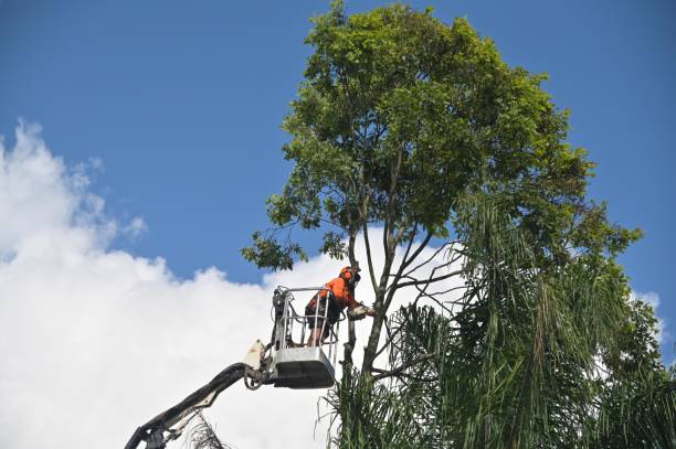 Best Emergency Tree Removal  in Sandston, VA