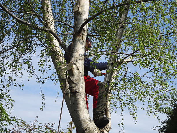 Best Tree Trimming and Pruning  in Sandston, VA