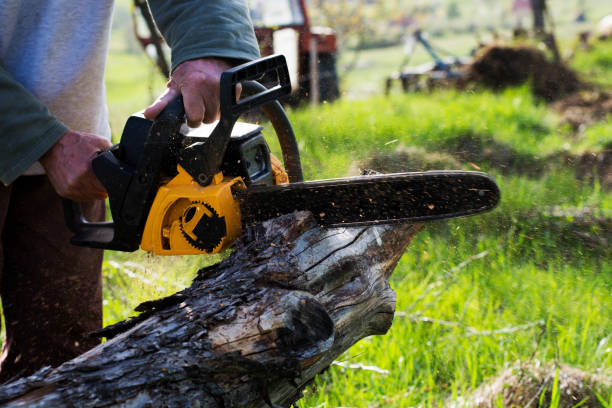 How Our Tree Care Process Works  in  Sandston, VA